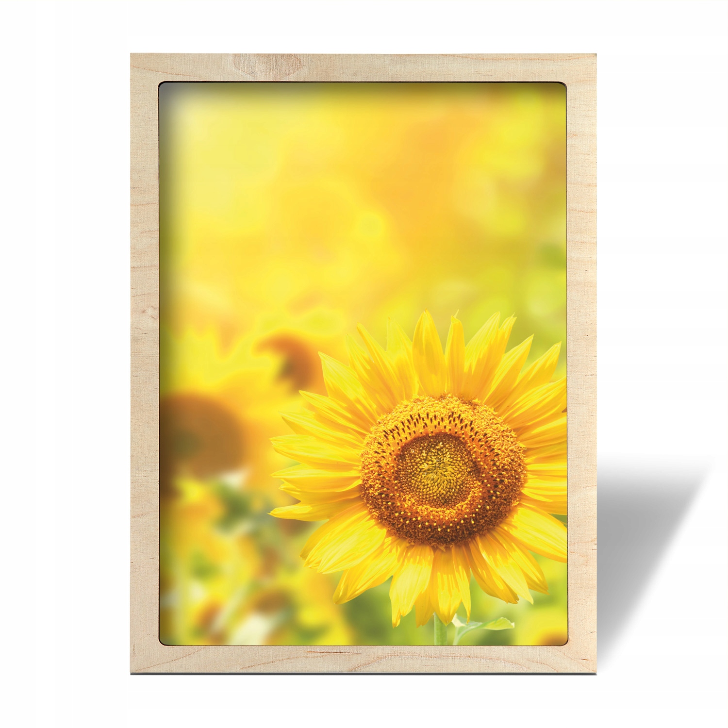 Obraz v rámu na zeď Slunečnice pole 50x70 cm