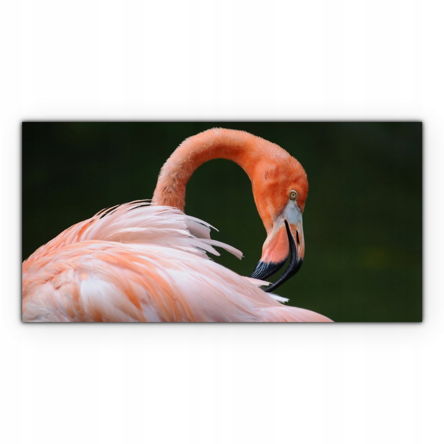 

Obraz canvas na ścianę 120x60 Flaming Ptak Zwierzę