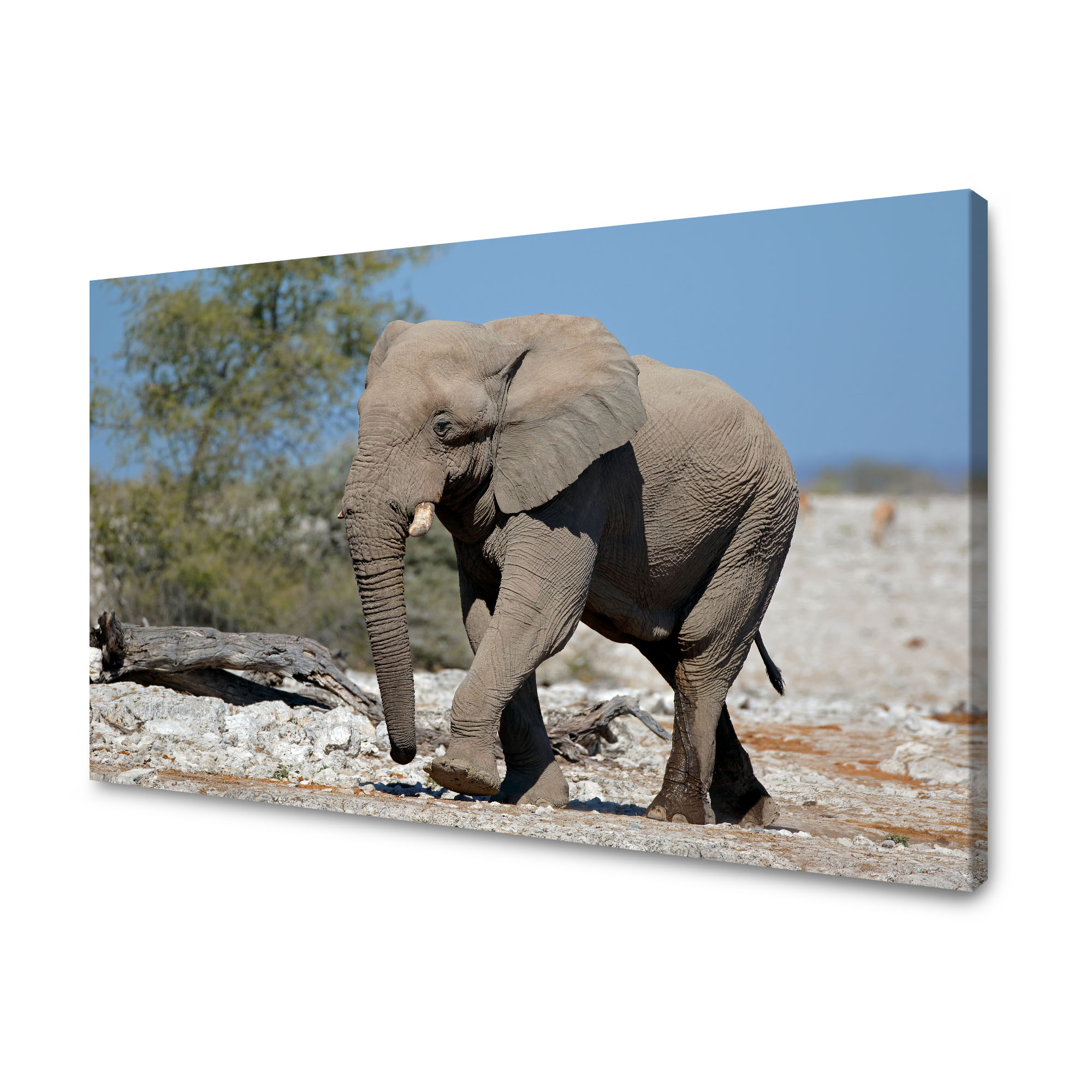 Obraz na plátně Velký šedý slon Příroda Skály Slunce 120x70 cm