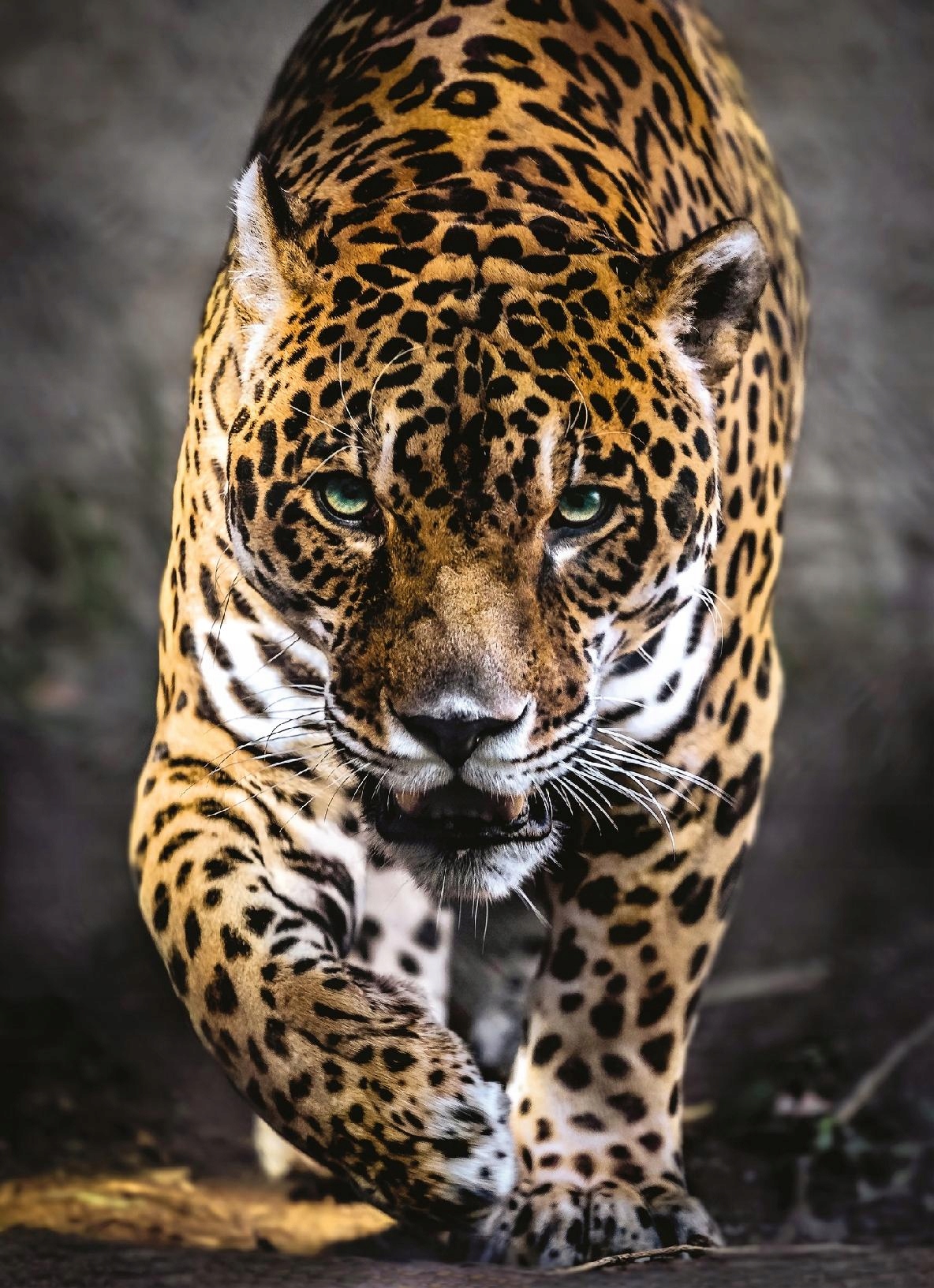 

Puzzle 1000 el Walk Of The Jaguar Zwierzęta