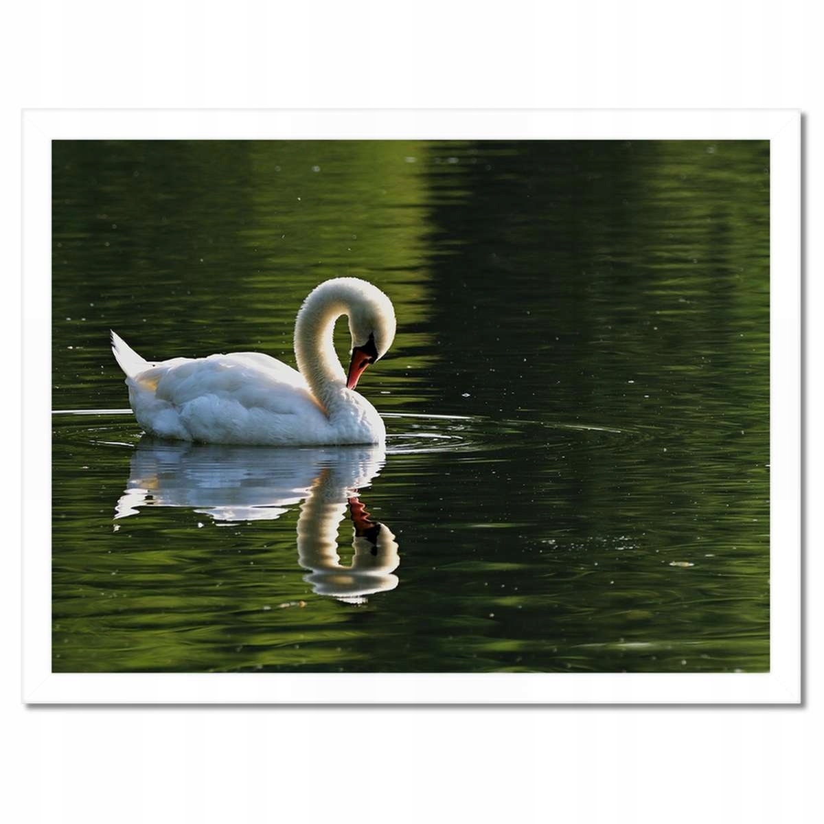 Plakáty v rámu 40x30 Labuť