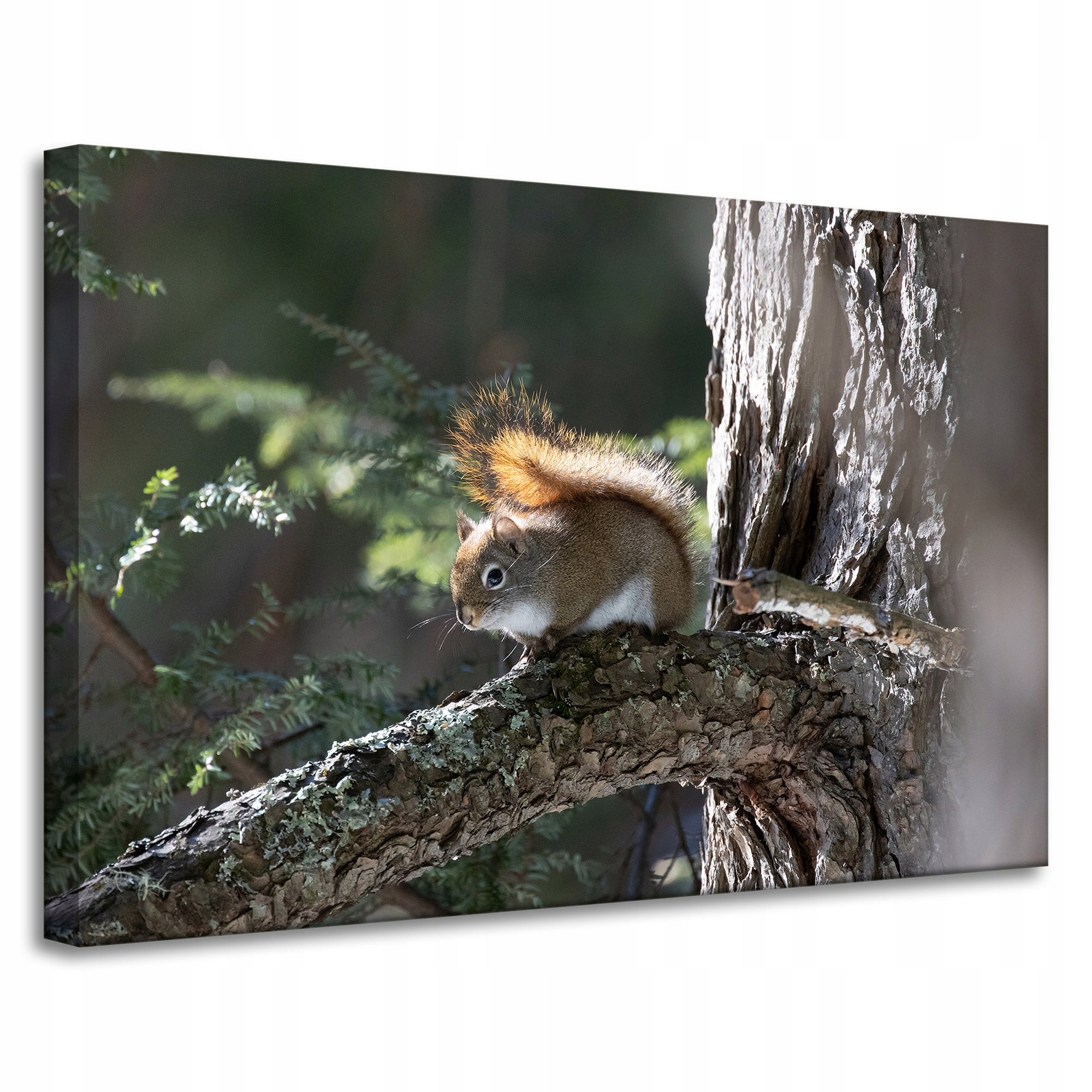 Obraz Canvas Zvířata Veverka na větvi 90x60