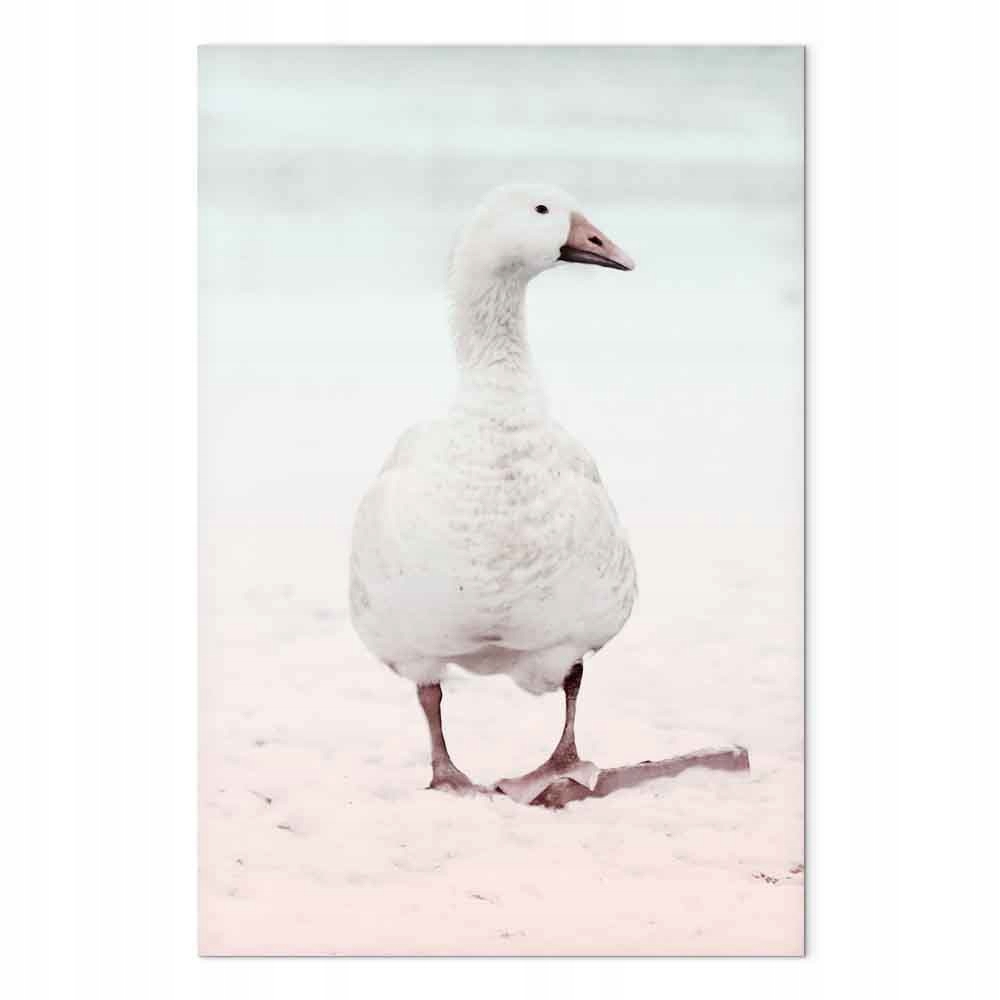 Obraz na plátně canvas Příroda Portrét ptáka Kachna Fauna 60x90 cm