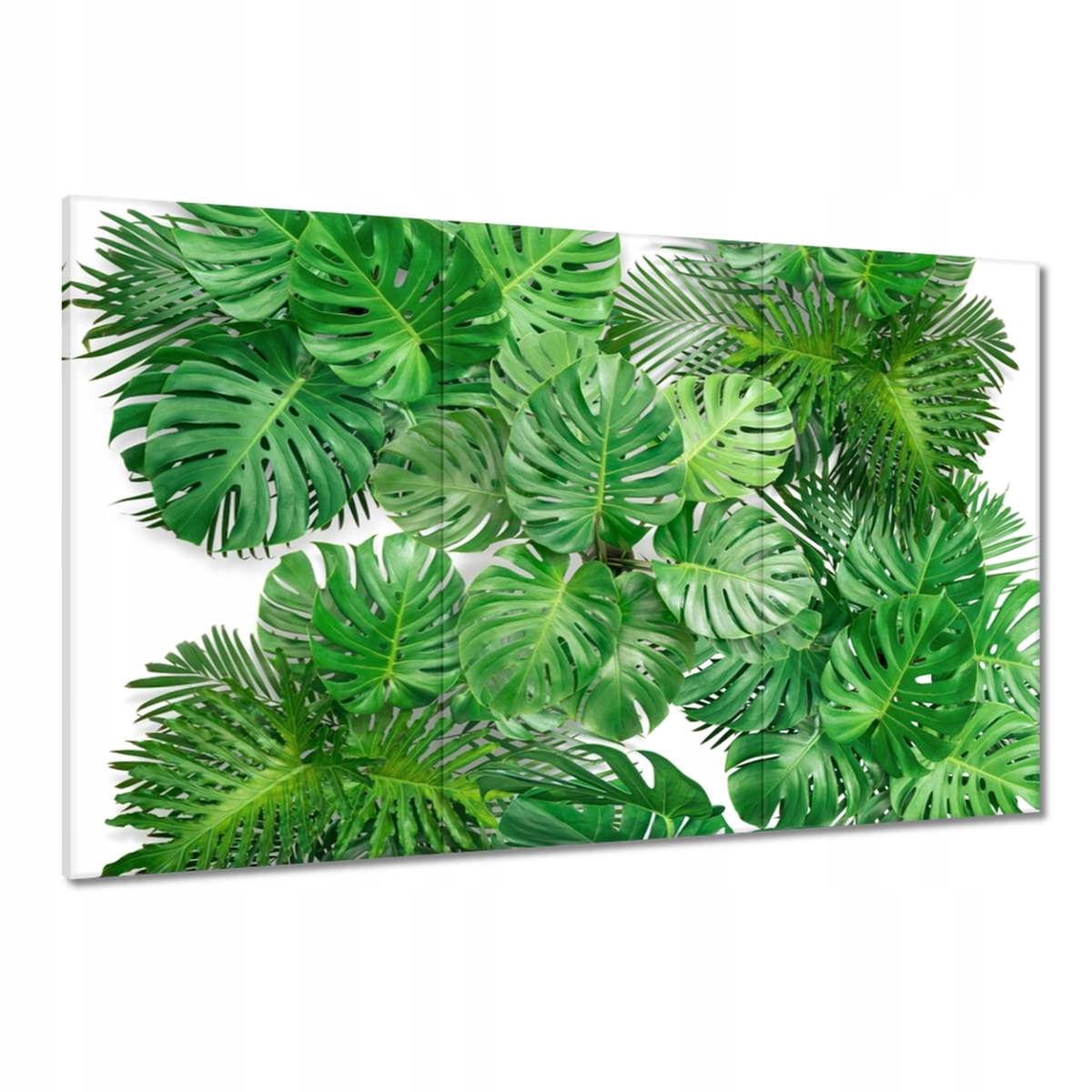 Obrazy 120x80 Monstera děravé listy