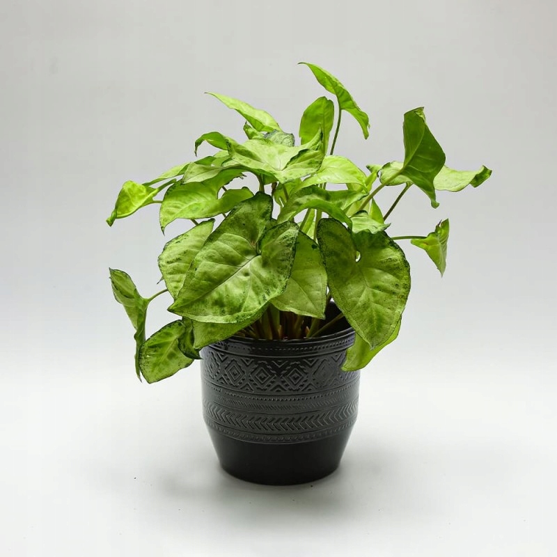 Osłonka Ceramiczna Indian Grafitowa Rodzaj osłonka