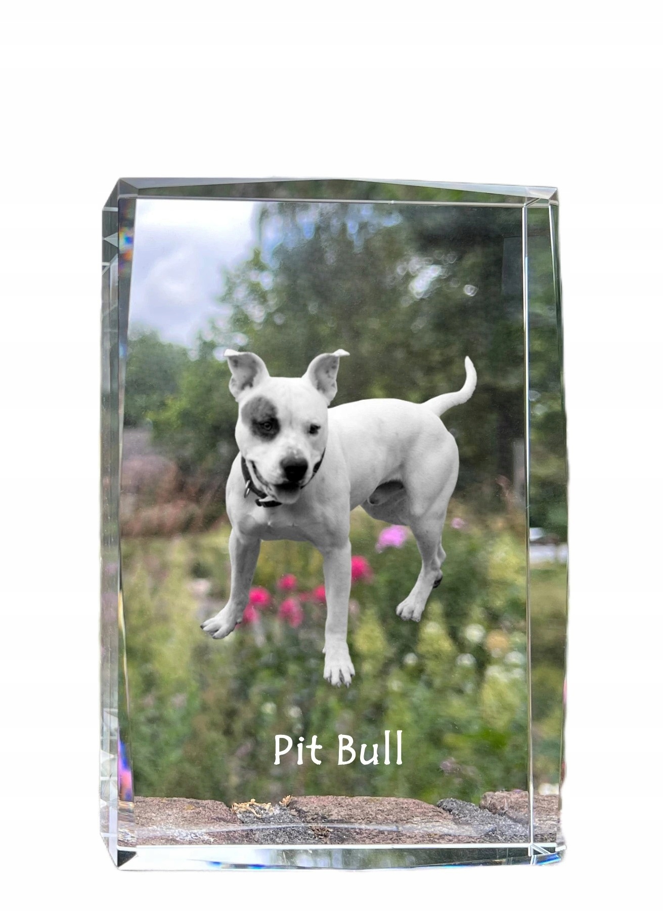 Pitbull, Pit Bull fotografia psa v kryštáli, suvenír, trofej, poďakovanie