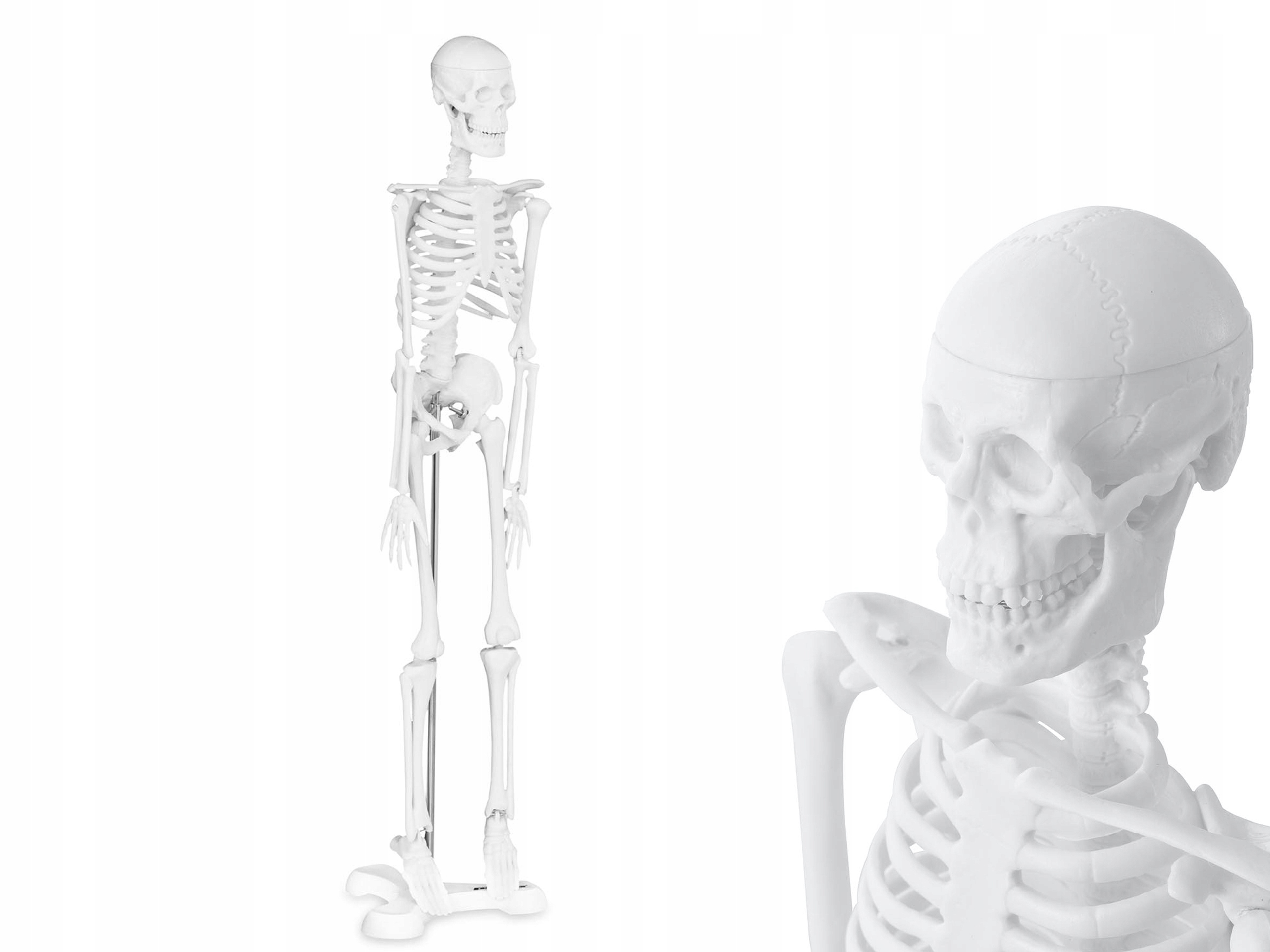 

Model Anatomiczny Szkielet Człowieka 47cm