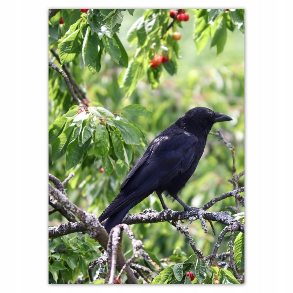 

Naklejki 50x70 Ptaki Ptaszki Ptactwo