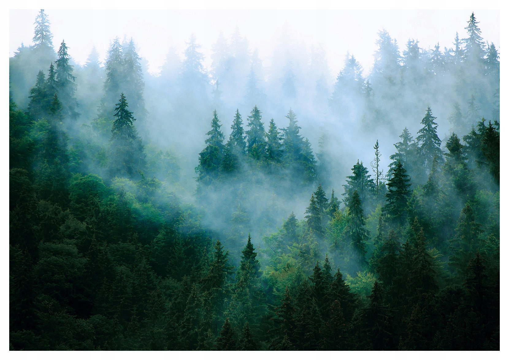 Vliesová fototapeta Hmlistý les Perspektíva tajomstva 400x280 lepidlo