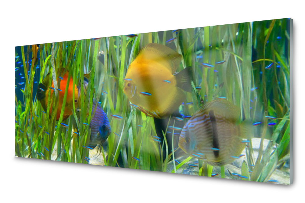 

Panel szklany do kuchni Ryba Wodorosty 125x50