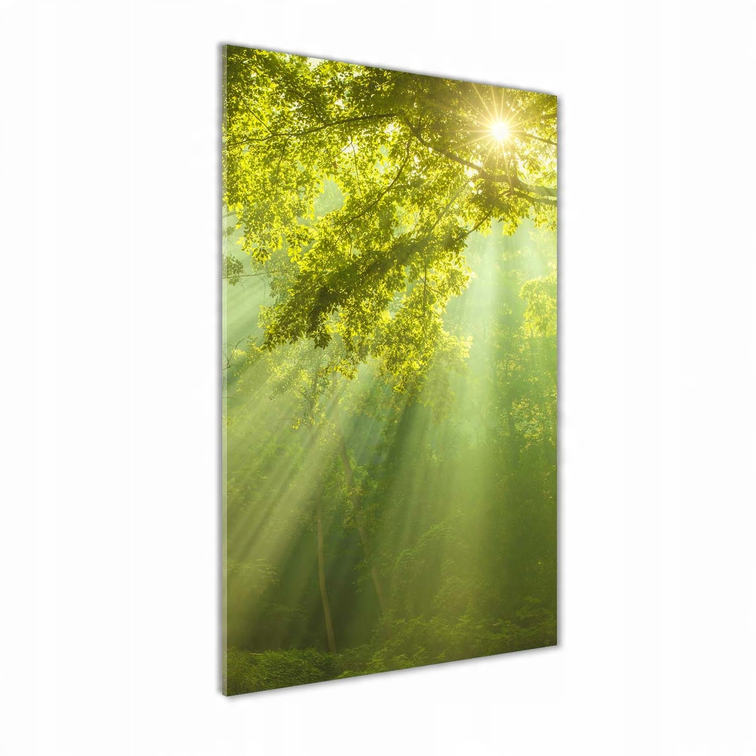 

Foto obraz akryl do salonu Słońce w lesie 50x100cm