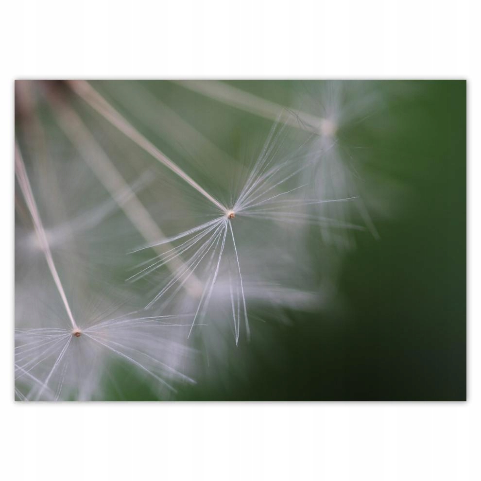 

Plakaty 70x50 Dmuchawiec Kwiat Kwiatki