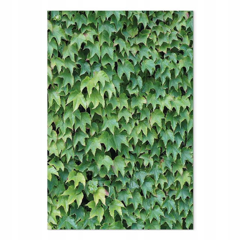 Obraz na plátně canvas Příroda Zeleň Břečťan Stěna 60x90 cm