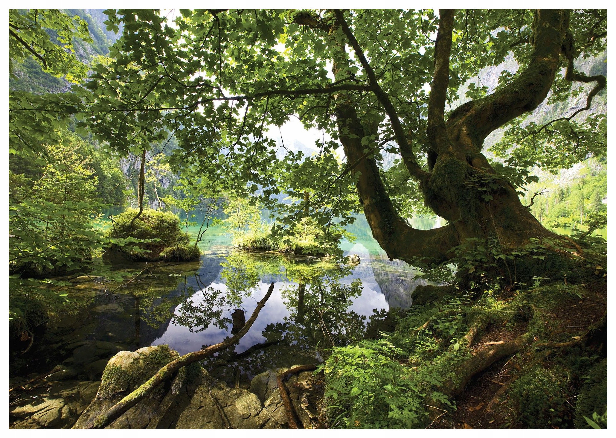 Fototapeta Klidné jezero v lese vinylová 368x280 lepidlo