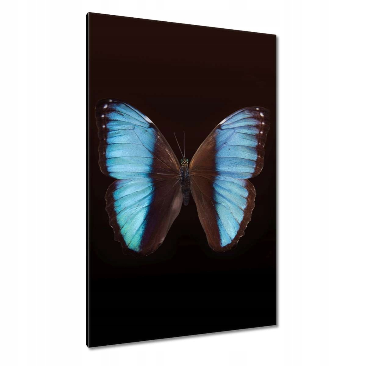 Obrazy 80x120 Modrý motýl