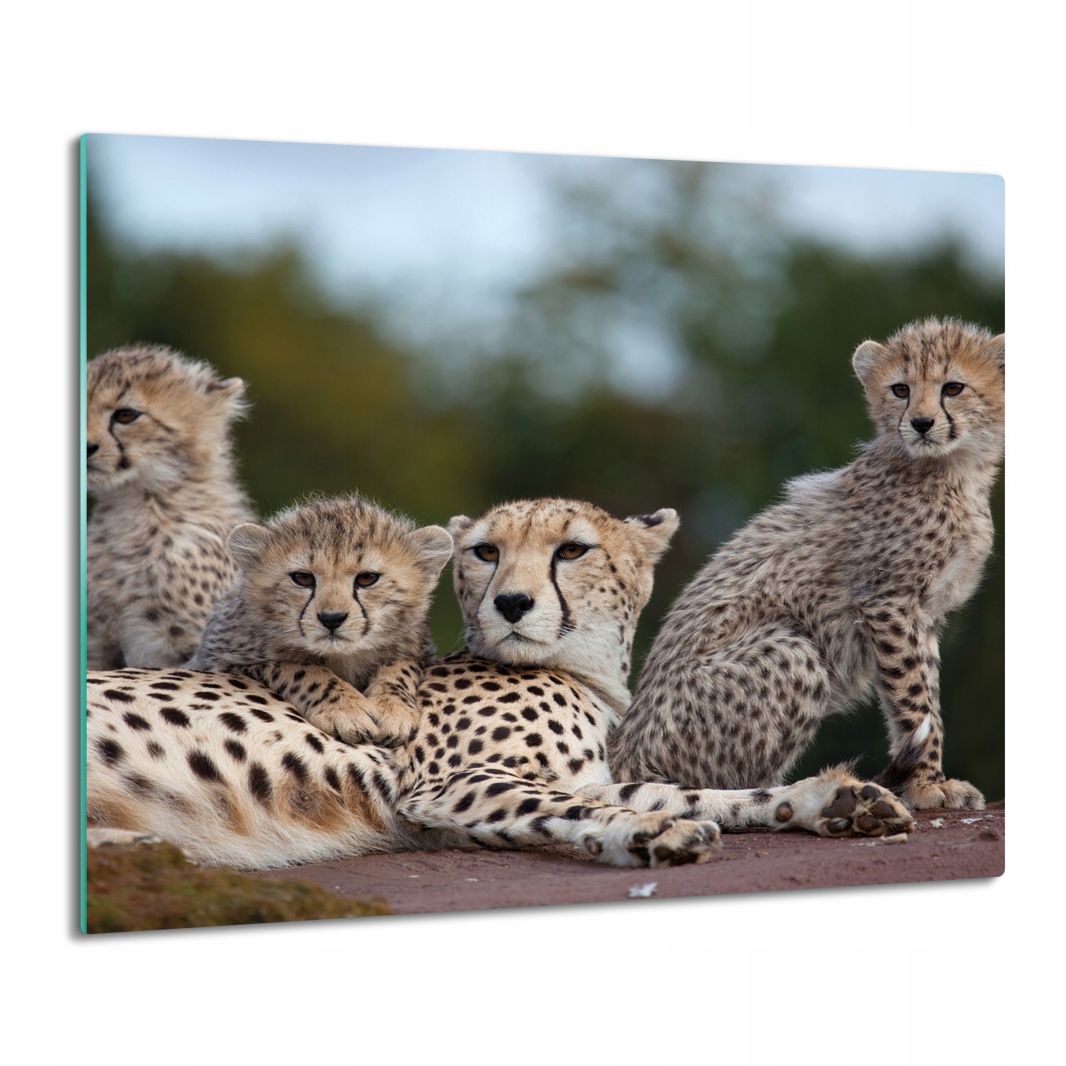 skleněná krytka splashback Gepardy zvířata 60x52