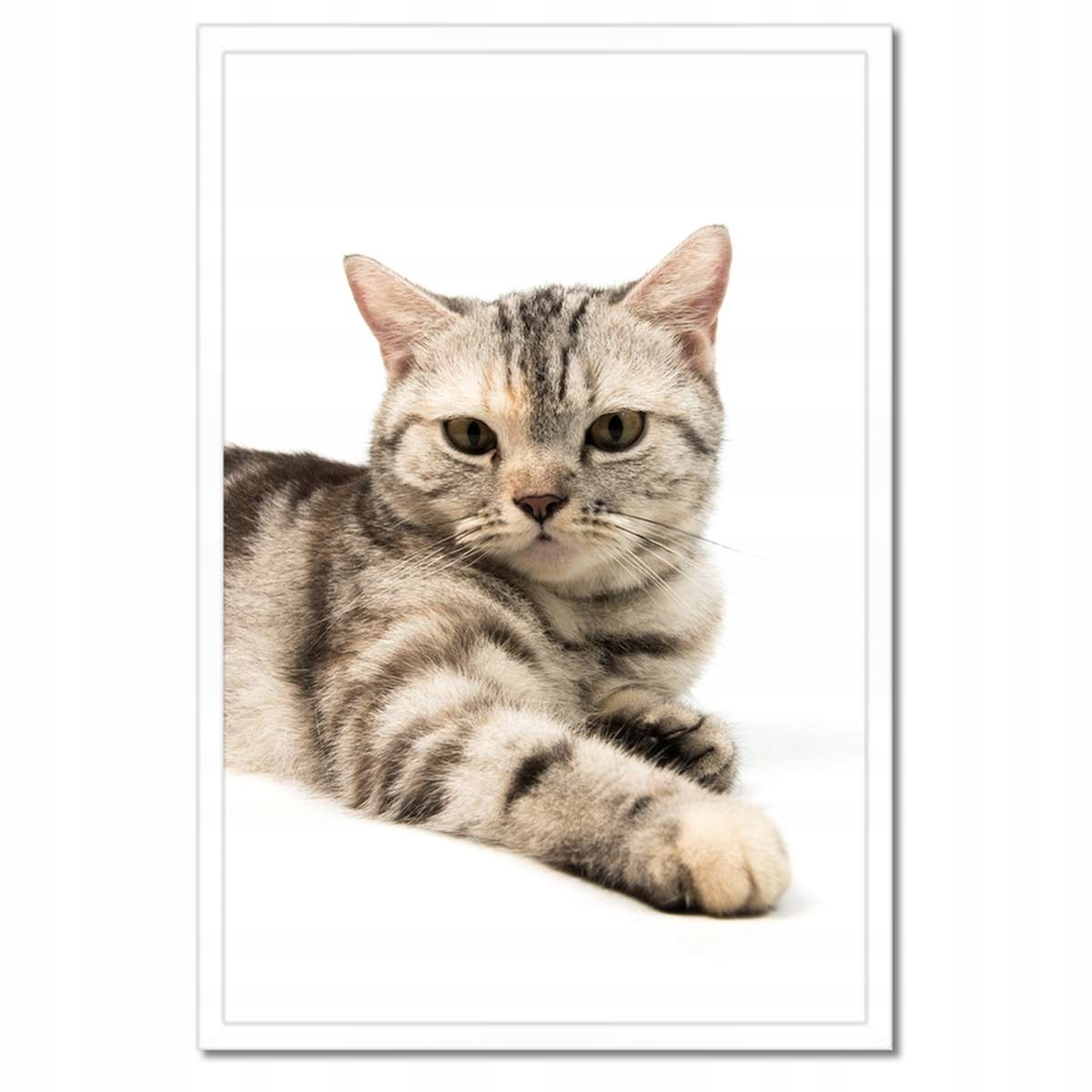 Plakáty v rámu 40x60 Kočka Kočky Kicia