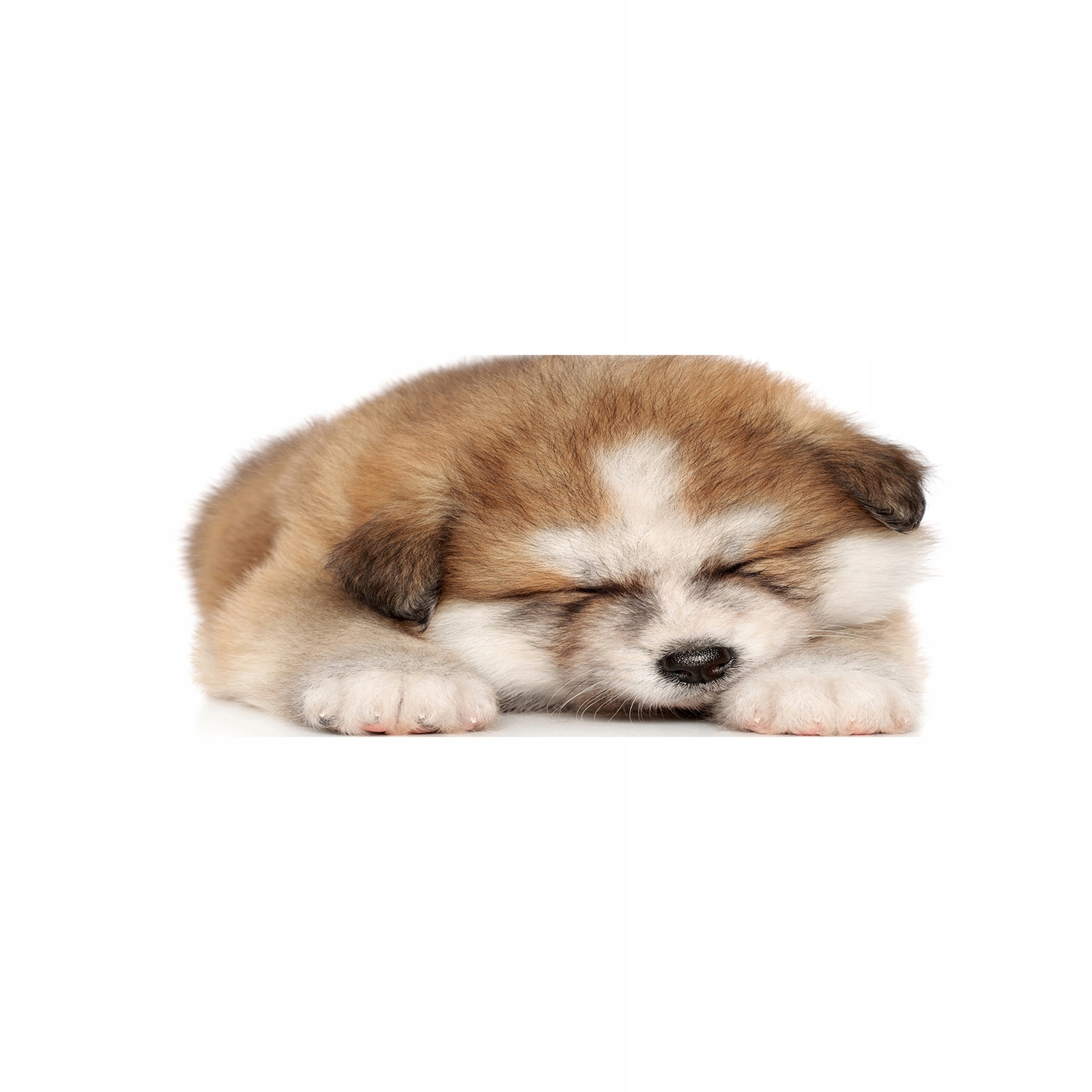

Foto obraz akryl zdjęcie Szczeniak Akita 125x50 cm