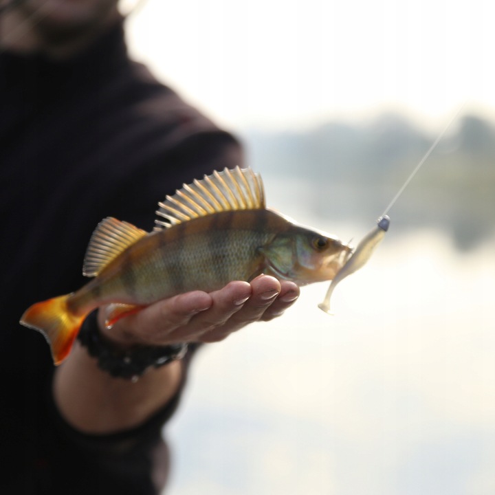 GŁÓWKA PHOENIX FIN JIG , GŁÓWKA TRÓJKĄTNA, JASKÓŁKA 5g - HAK #1/0 - 1 szt. Model PH-FIN-JIG-1/0-5