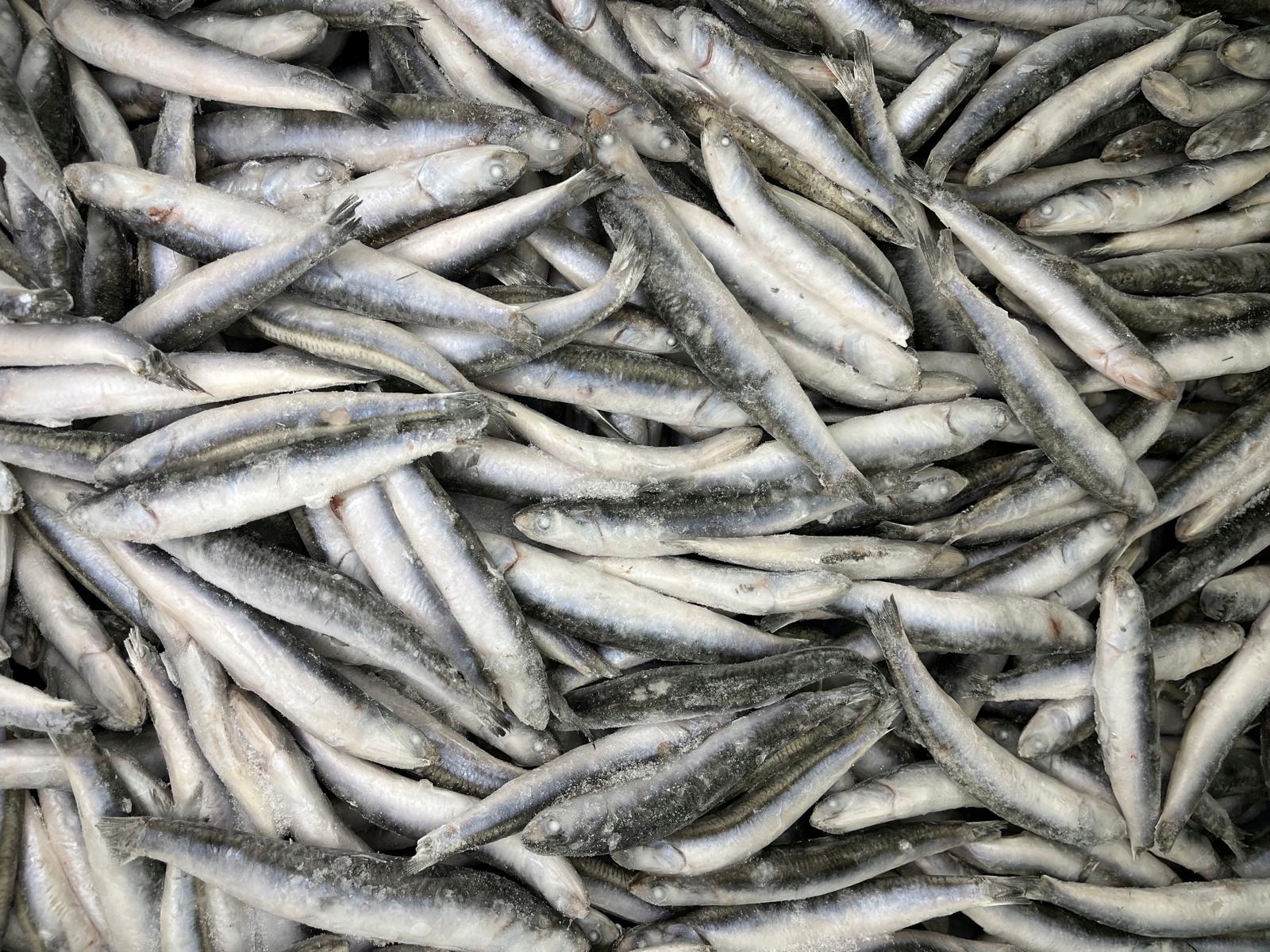 Sardela Europejska Surowa Mrożona Chamsa Anchovy Anchois 2kg Dzika Ryba