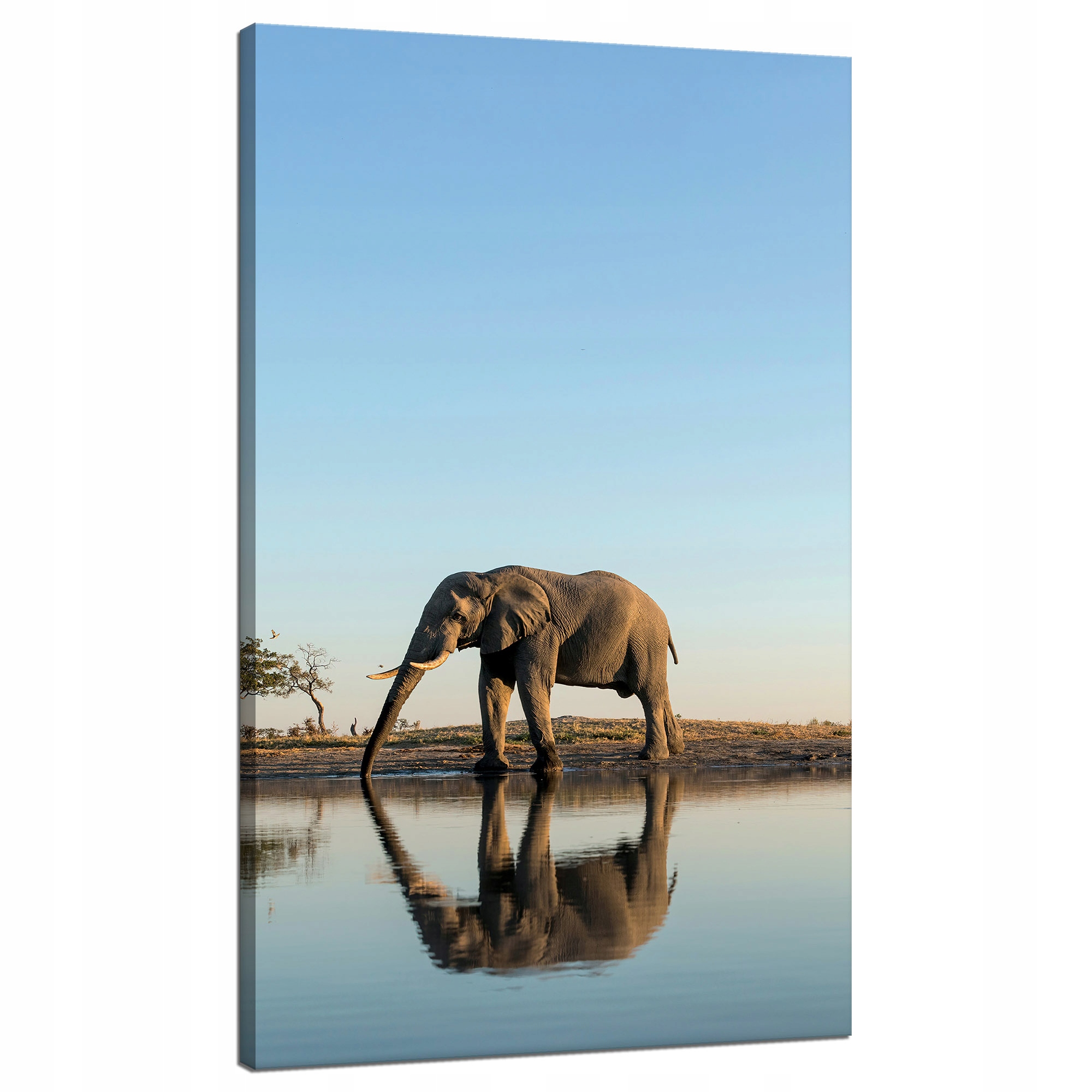 Obraz na plátně Slon pijící vodu v přírodním prostředí 70x120 cm