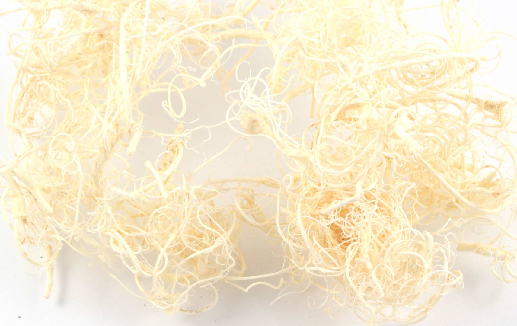 

Korzonki porosty Curly Moss Biały do terrarium
