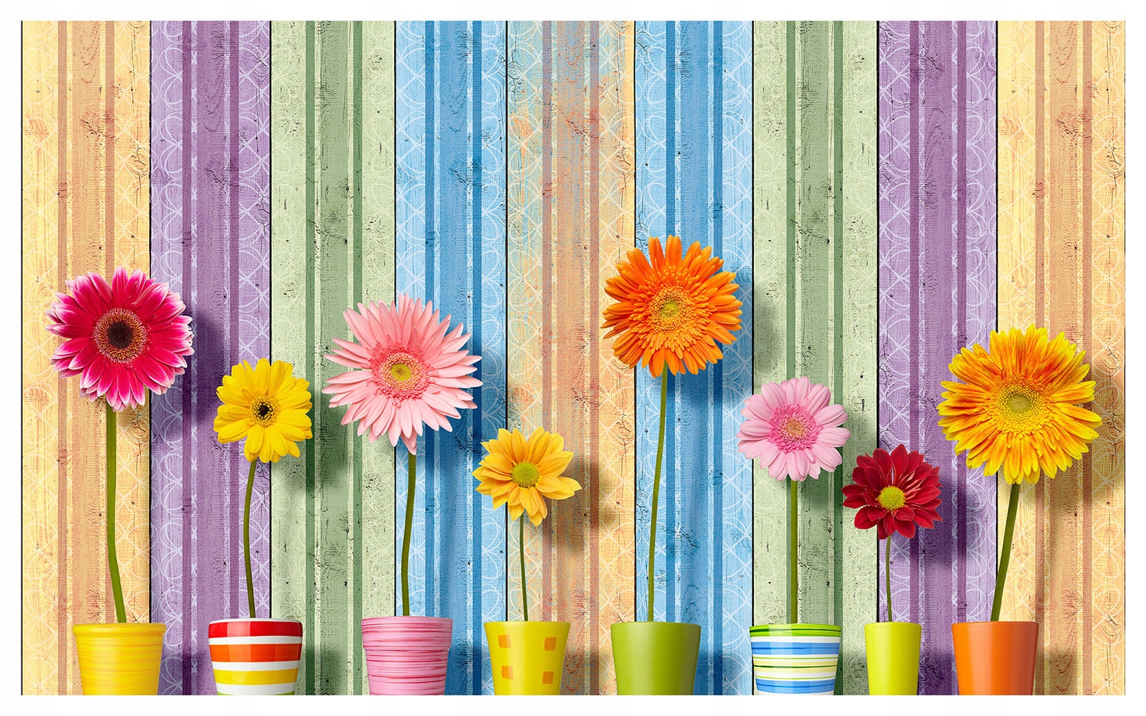 Vliesová fototapeta Gerbery v květináčích na pozadí pruhů 416x254 lepidlo