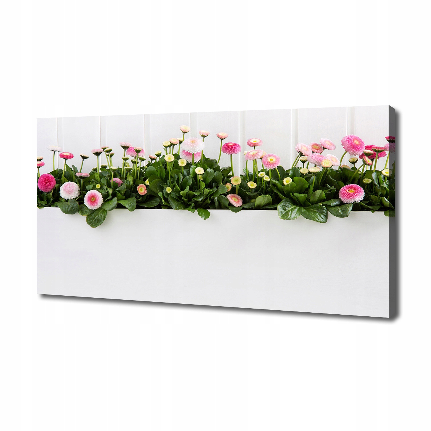 

Foto obraz na płótnie Różowe stokrotki 140x70 cm