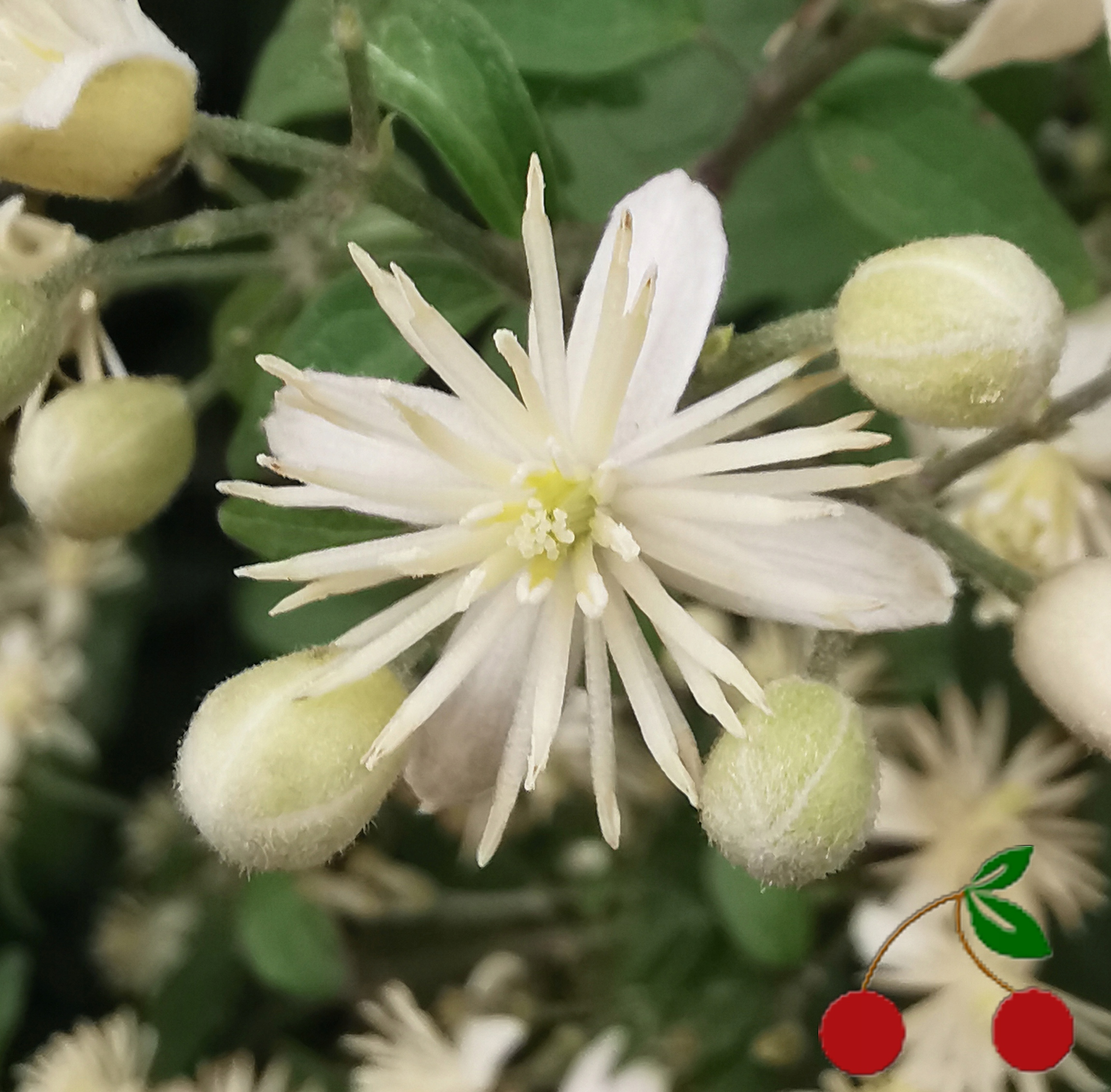 Powojnik Pnący / Biały C2