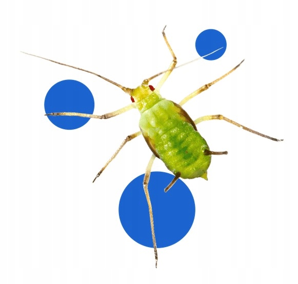 Koncentrat na mszyce Bros 50 ml EAN (GTIN) 5904517363014