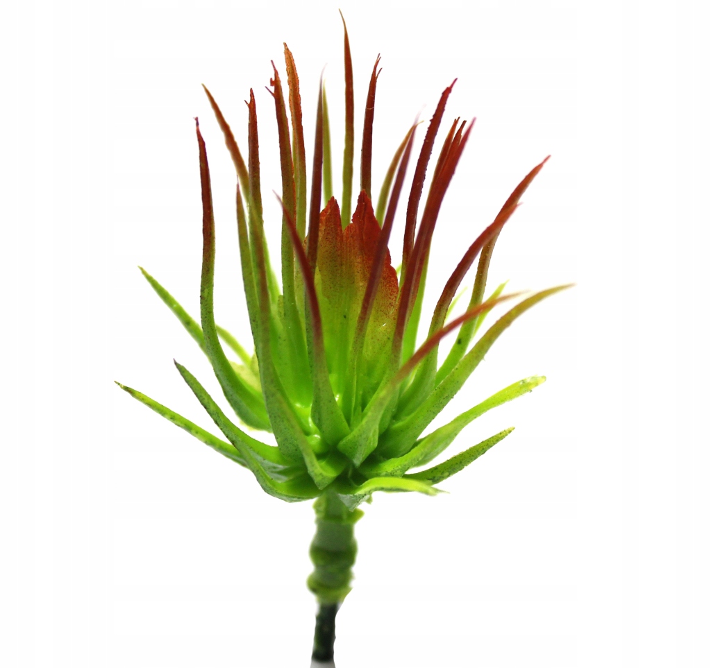 

Tillandsia Ionantha Red sztuczna oplątwa Terrarium
