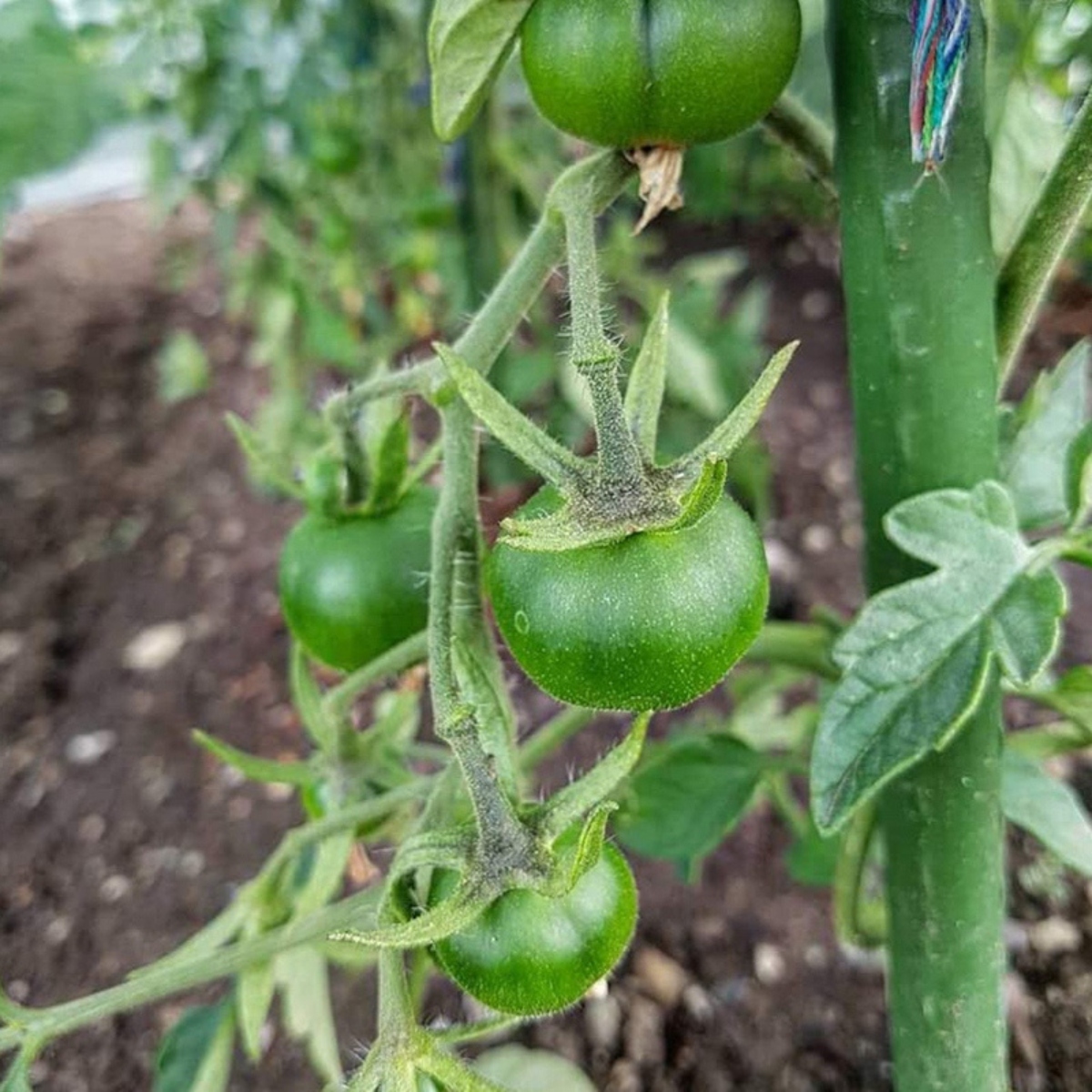 Tyczki do pomidorów Palik Podpora na stelaż pod ogórki fasole 120cm fi16mm Producent Bobimarket