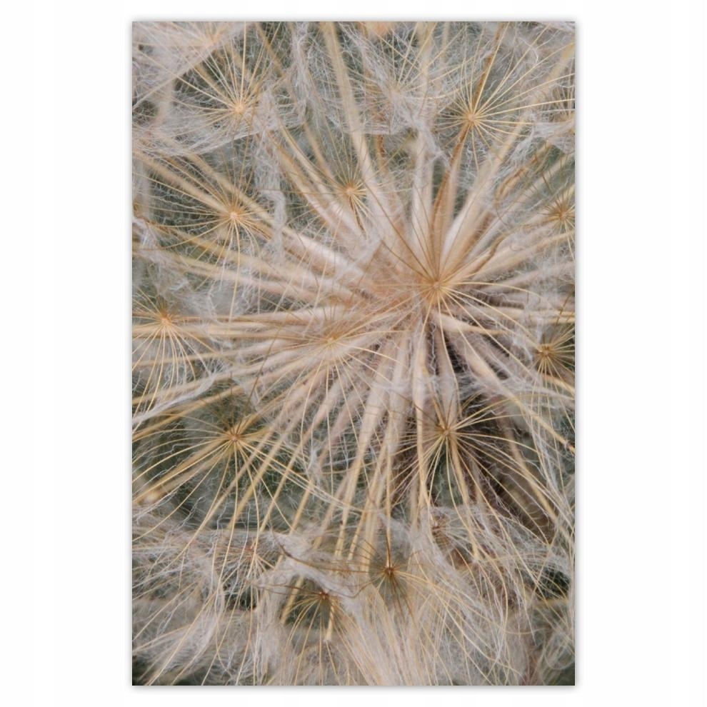 

Plakat 62x93 Dmuchawiec Kwiat Kwiatki