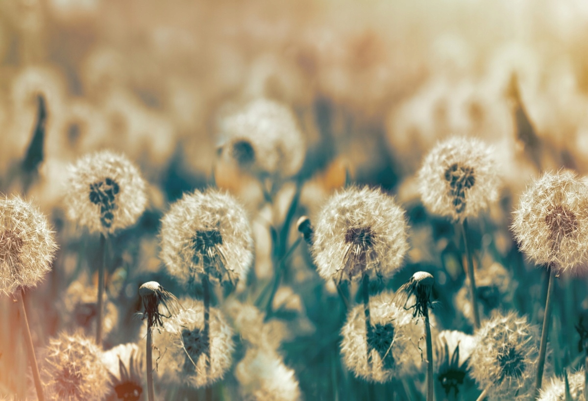 

Tapeta flizelinowa Dmuchawce Łąka - 104x70