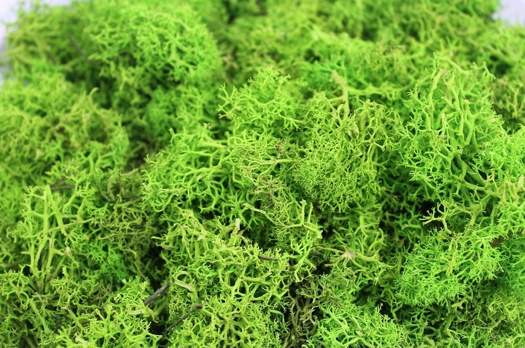 

Mech Chrobotek reniferowy Jabłkowa Zieleń 100g