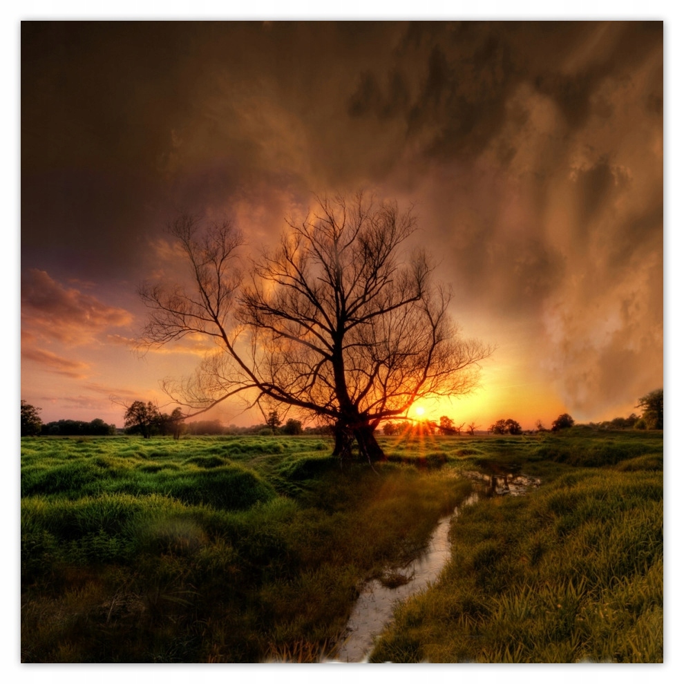 

Fototapety flizelina 208x208 Dąb w Rogalinie