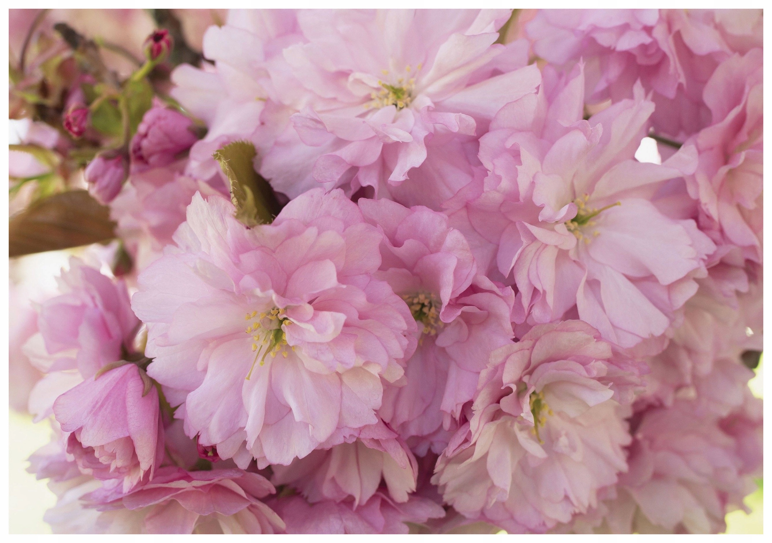 Fototapeta Kvetoucí Višeň Sakura růžová 250x175 Jarní akcent lepidlo