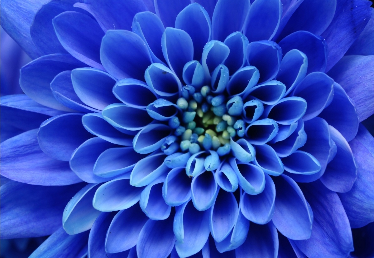 

Tapeta flizelinowa Kwiat Niebieski - 152x104