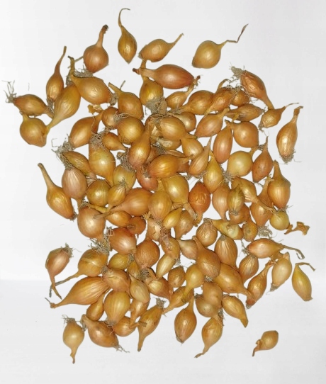 Levně Cibule Sazečka Jarní Wolska II 5000 g