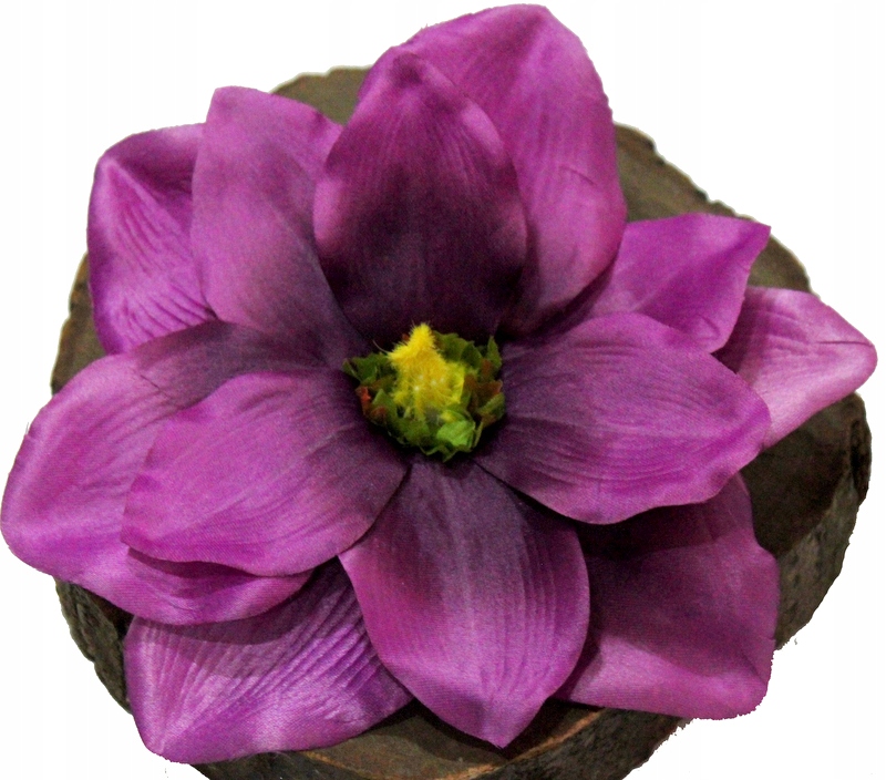 

Magnolia Główka Wyrobowa Wrzosowa 19 cm