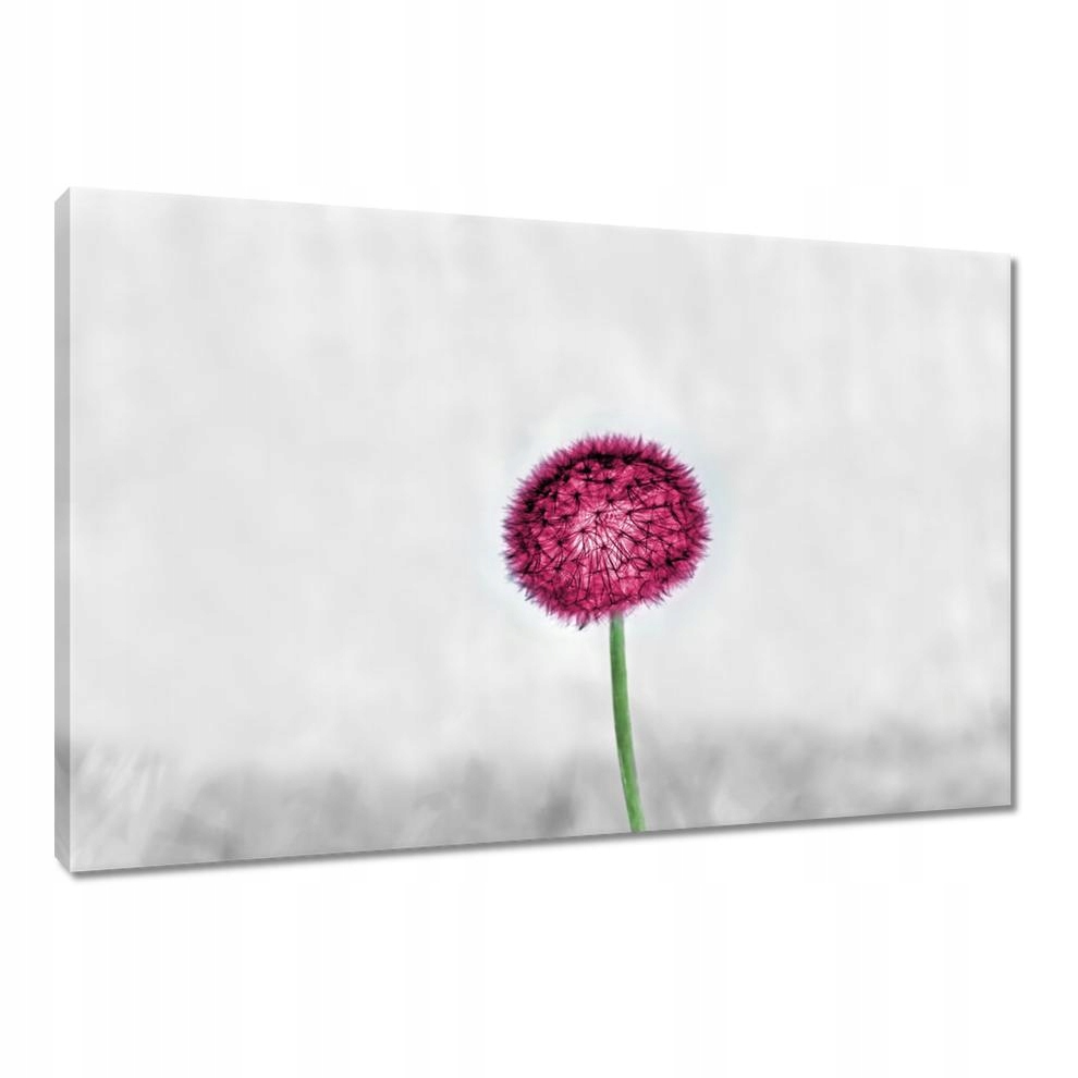 

Obrazy 90x60 Różowy dmuchawiec Kwiat