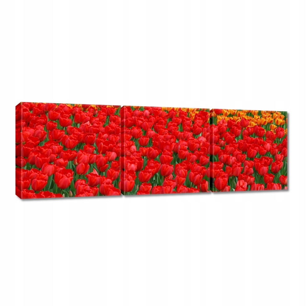 

Obrazy 60x20 Makowy zalew
