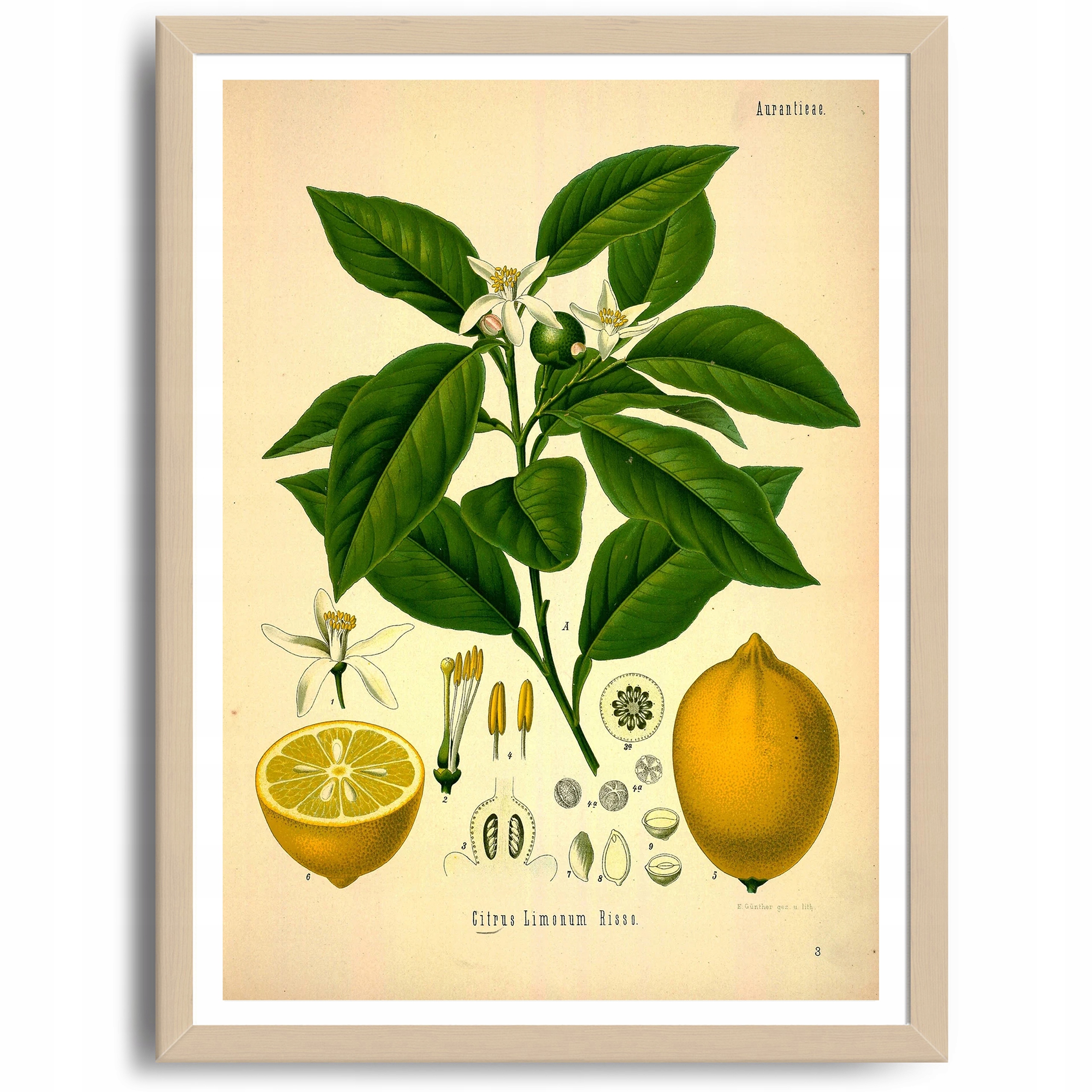 

Plakat do Kuchni Owoc Cytryna Obraz Vintage A3