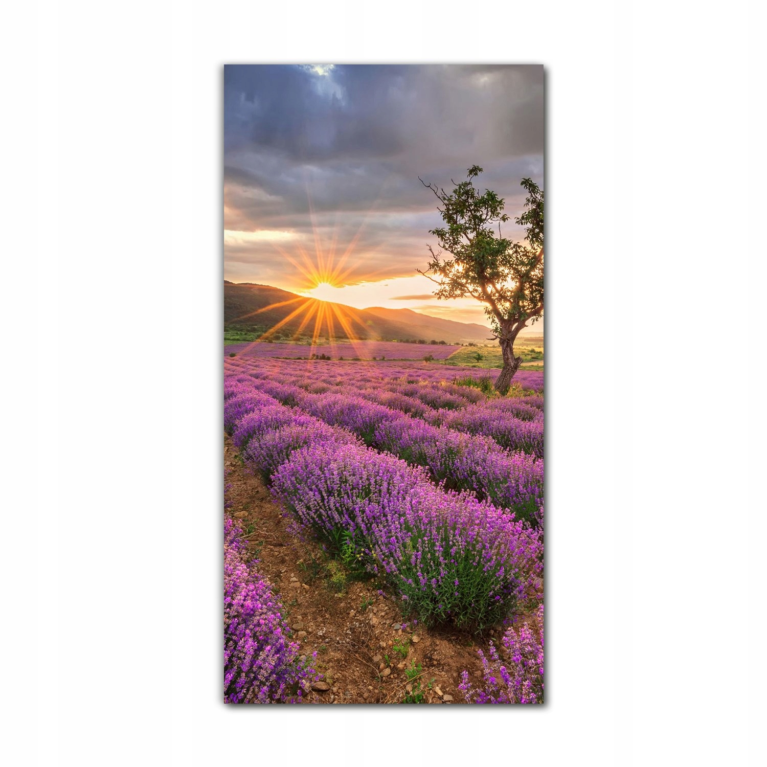 

Foto-obraz ścienny grafika 70x140 Lawendowe pole