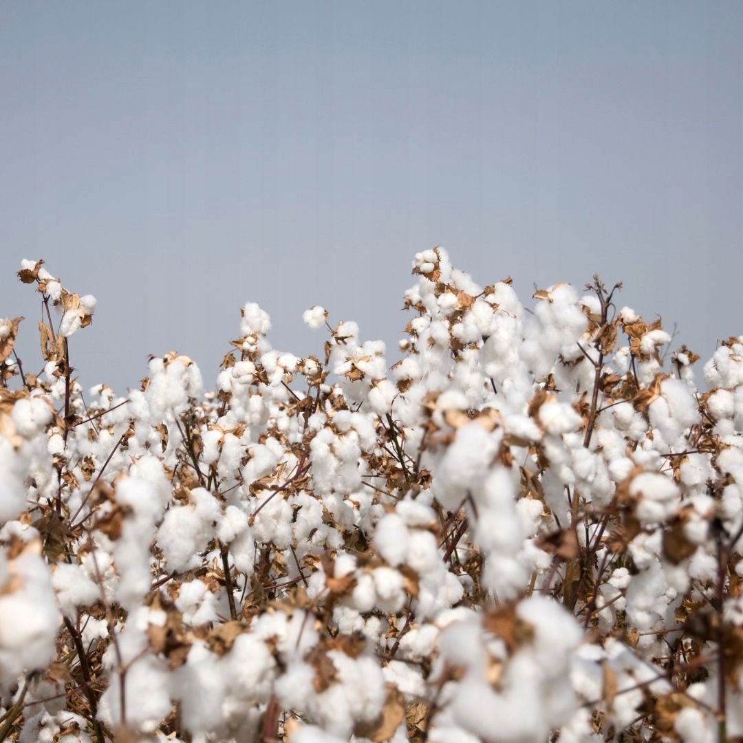 Zapach do świec wosku olejek 10ml BAWEŁNA Kod producenta ZAPACH 10ML 7085