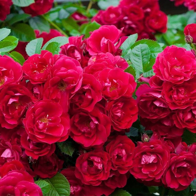 Krycia ruža MINIATÚRNA ČERVENÁ krásny koberec z kvetov SADENICE