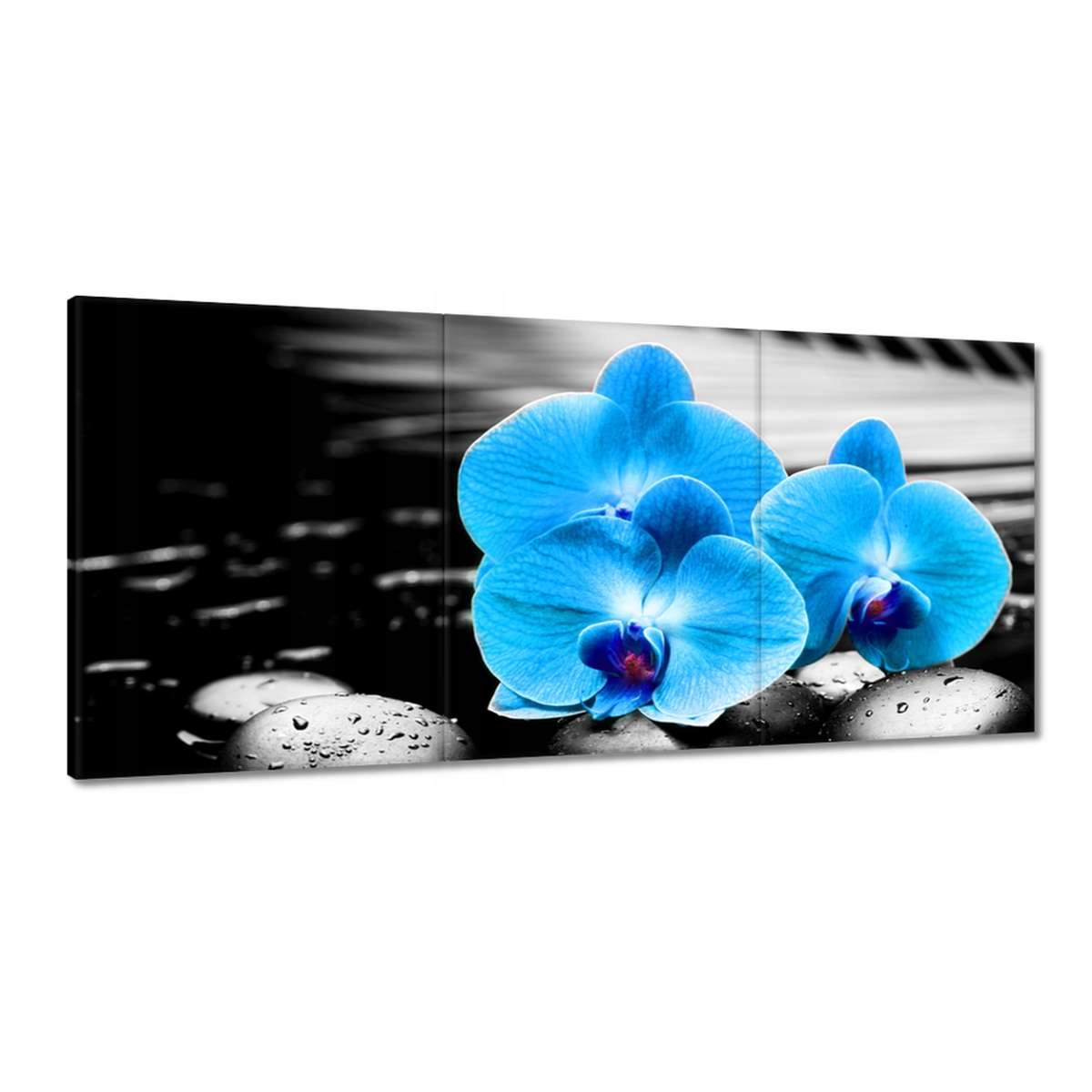 Obrazy 210x100 Tyrkysový orchidea Kvet