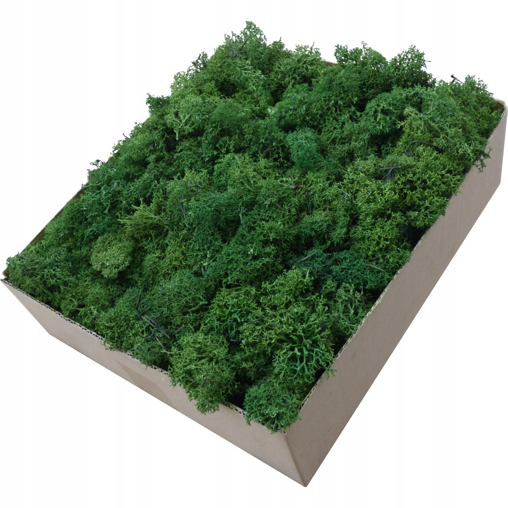 Skrawki mech chrobotek Forest Green Karton 600g Rodzaj mech chrobotek