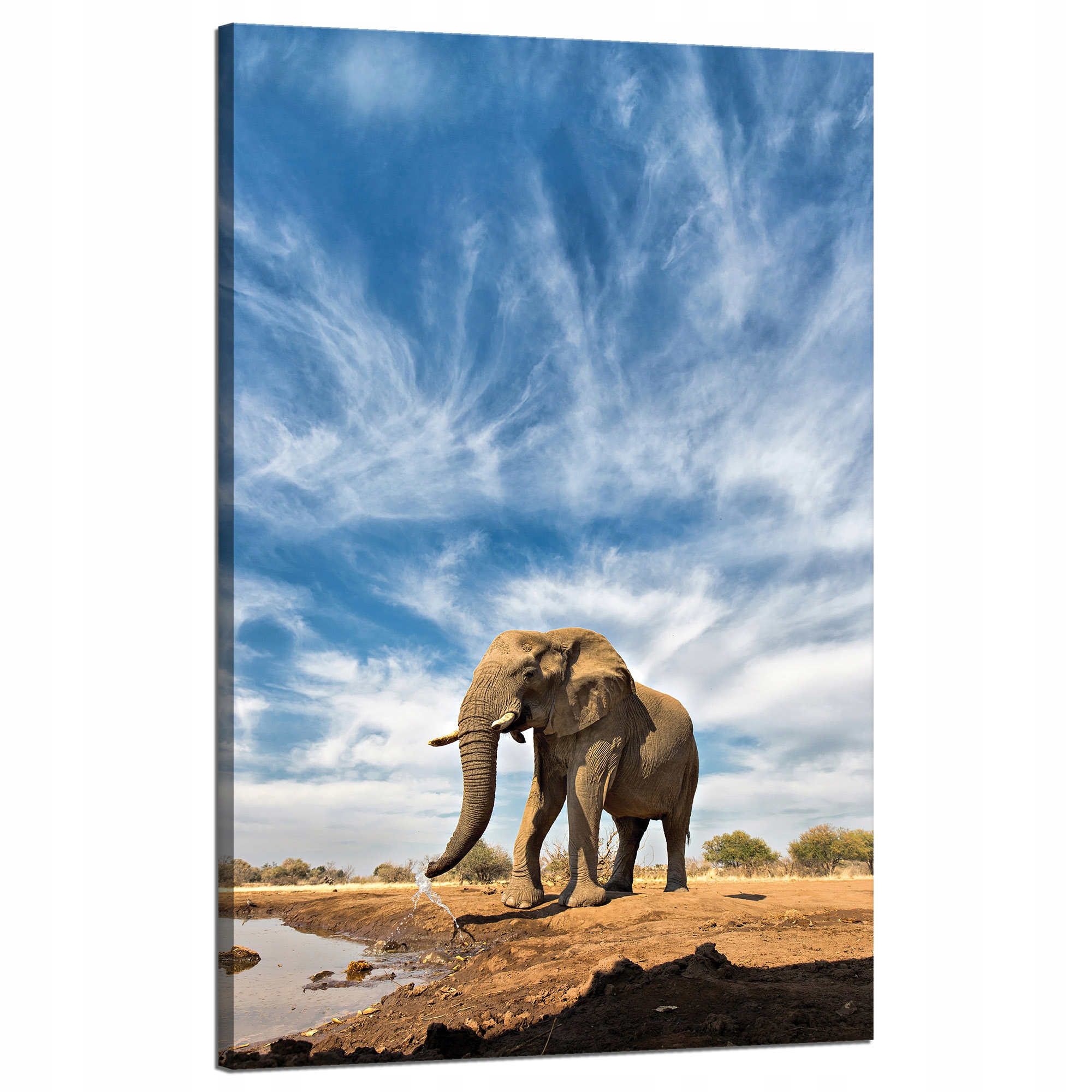 Obraz na plátně Velký slon na savaně Písek 50x80 cm