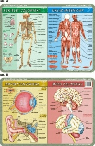 

Podkładka edukacyjna. Szkielet, mięśnie, mózg i